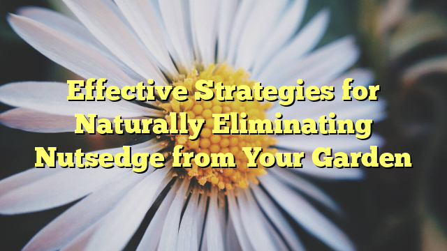 Effective Strategies for Naturally Eliminating Nutsedge from Your Garden