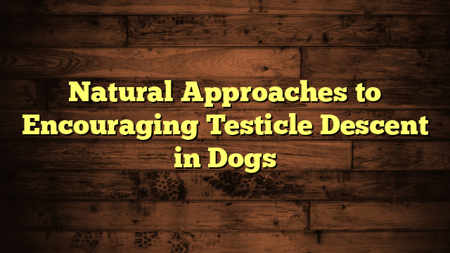Natural Approaches to Encouraging Testicle Descent in Dogs