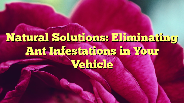 Natural Solutions: Eliminating Ant Infestations in Your Vehicle