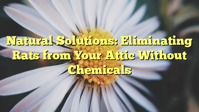 Natural Solutions: Eliminating Rats from Your Attic Without Chemicals