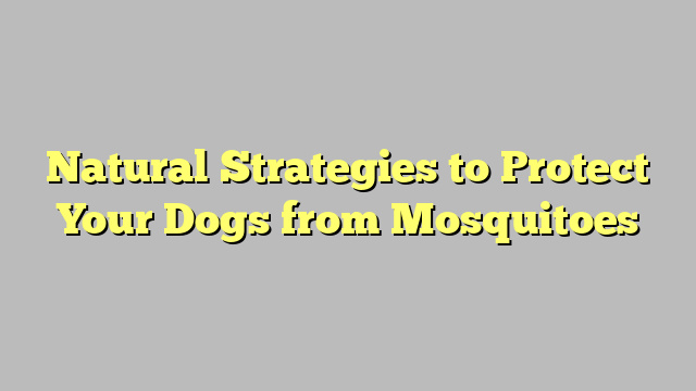 Natural Strategies to Protect Your Dogs from Mosquitoes