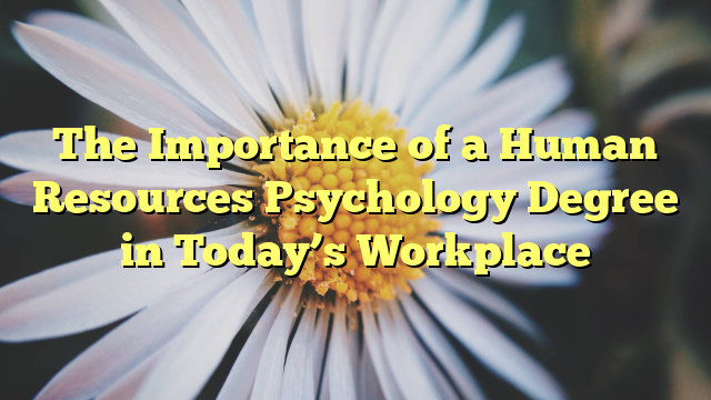The Importance of a Human Resources Psychology Degree in Today’s Workplace